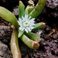 Delosperma napiforme.lavangère.aizoaceae.endémique Réunion. (2).jpeg
